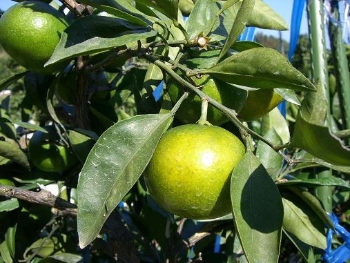 img20060920_2.jpg