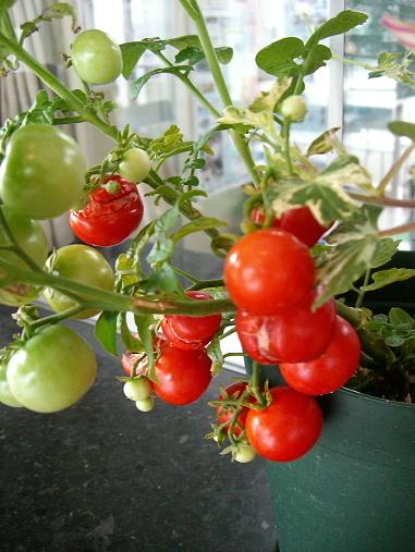 img20060723_1.jpg