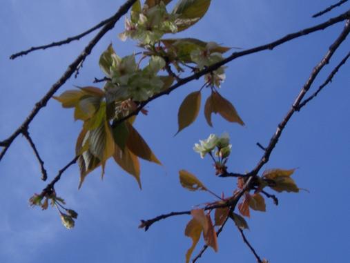 img20070416_4.jpg