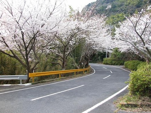 平成25年3月29日撮影 041