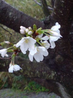 20090322073432.jpg