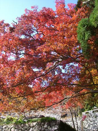 img20071119_1.jpg