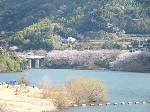 平成25年3月25日撮影 047