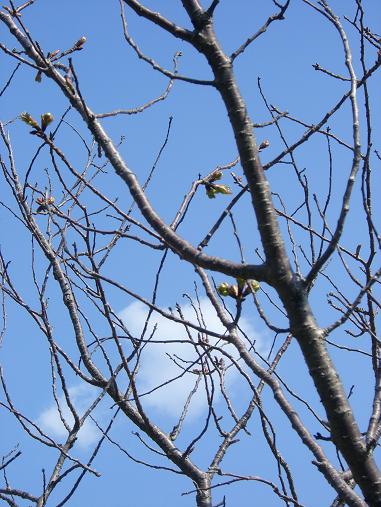 img20070404_6.jpg
