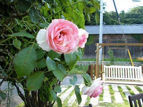 平成25年6月24日撮影 020