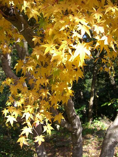 img20061201_3.jpg