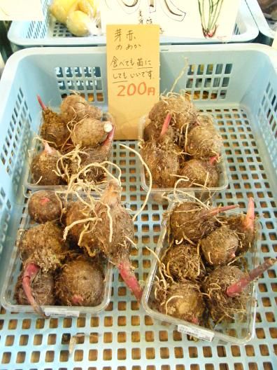平成25年3月28日撮影 013