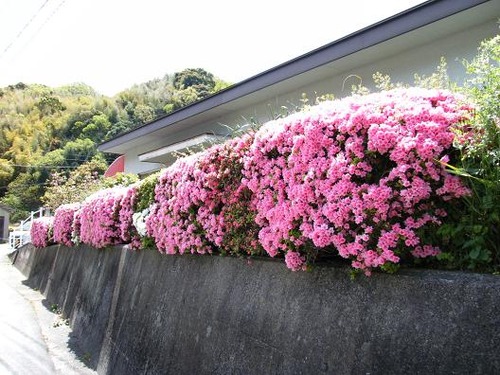 平成25年4月21日撮影 055