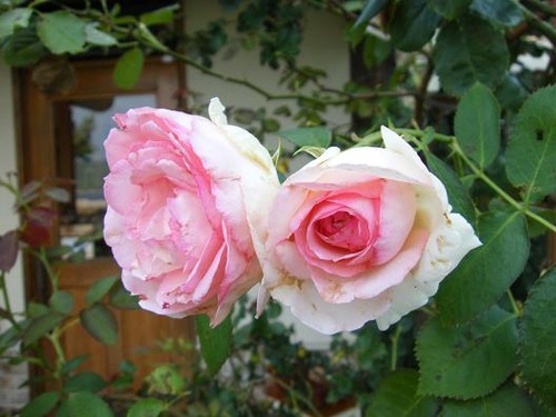平成25年6月24日撮影 021