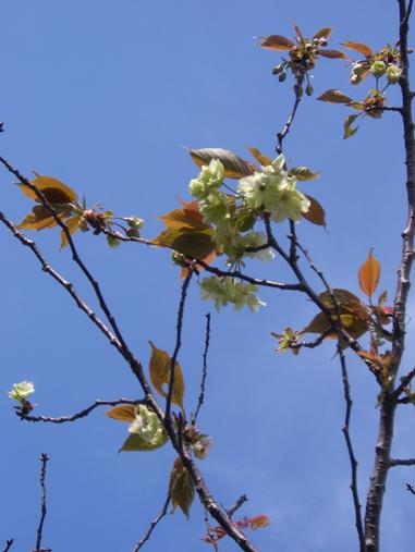img20070416_1.jpg