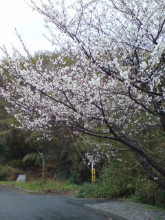 20090322073344.jpg