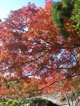 img20071119_2.jpg