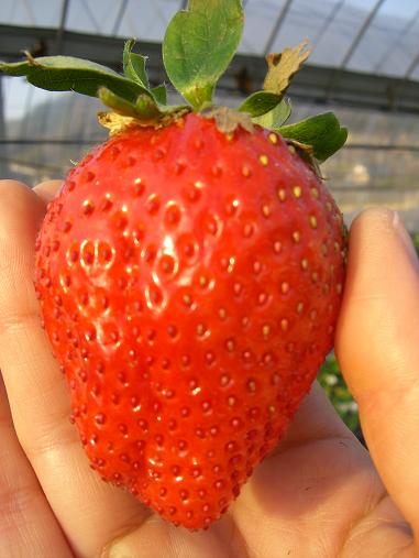 img20091229_2.jpg