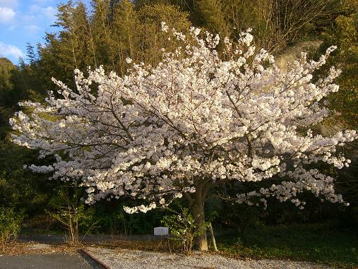 img20070404_4.jpg