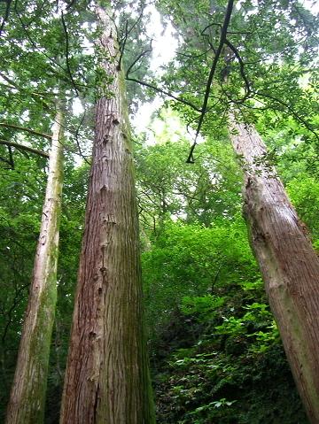 img20090530_7.jpg