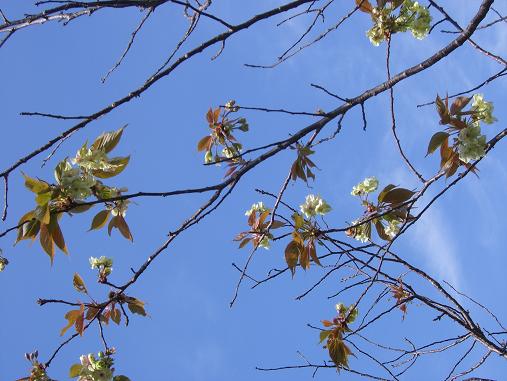 img20070416_3.jpg