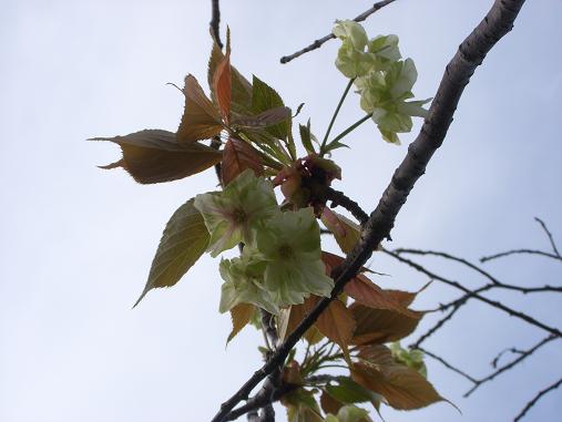 img20070416_5.jpg