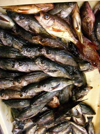 img20080428_1.jpg