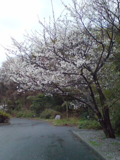 20090322073414.jpg
