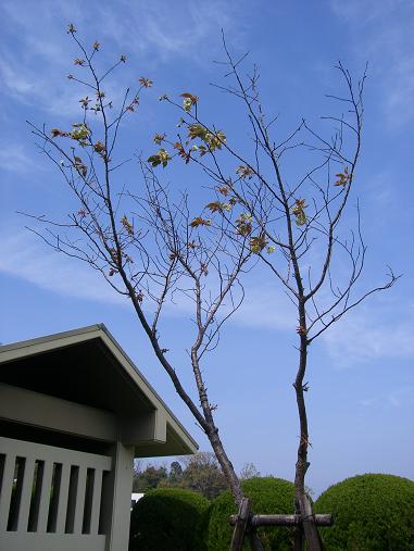 img20070416.jpg