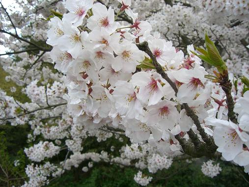 img20070404_5.jpg