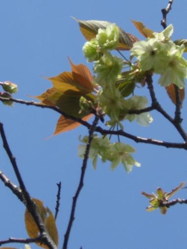 img20070416_6.jpg