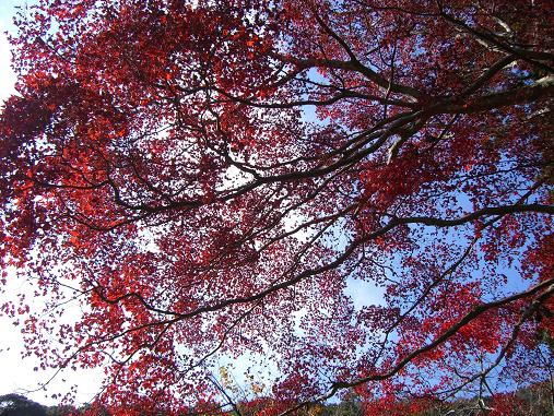 img20061201_1.jpg
