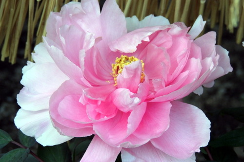 DSCN0006