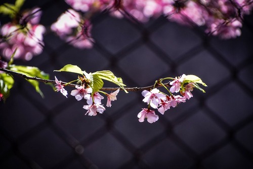 s-_DSC0039-2