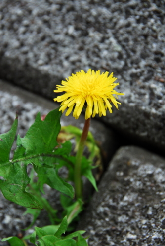 dsc_0013.jpg