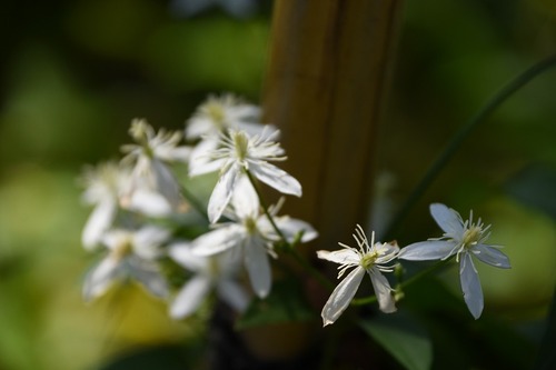 s-_DSC0466