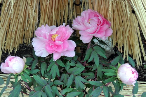 DSCN0005