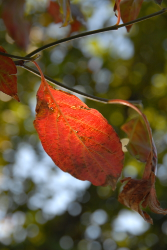dsc_0036.jpg