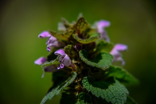 s-_DSC5967-3