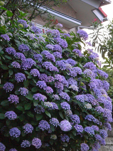 file0014.jpg