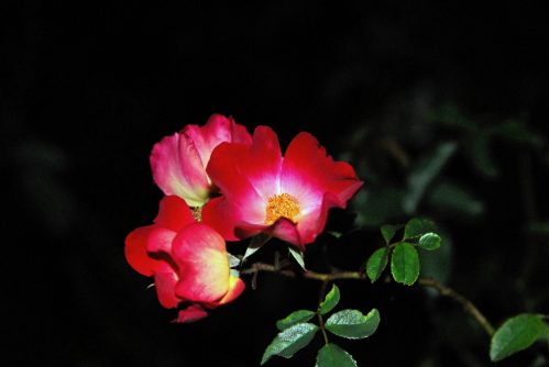 dsc_0005.jpg