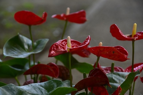 s-_DSC6451