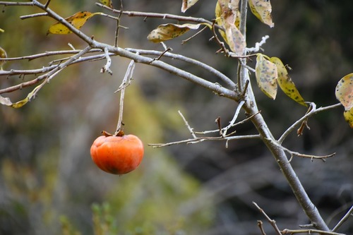 s-_DSC3411 - コピー