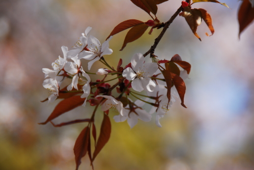 dsc_0031.jpg