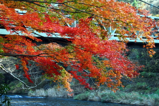 dsc_0008.jpg