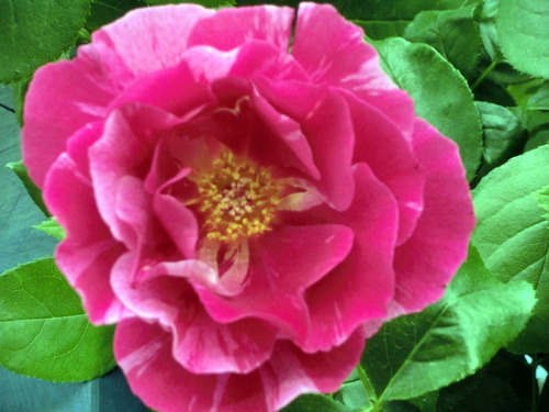 CIMG0008