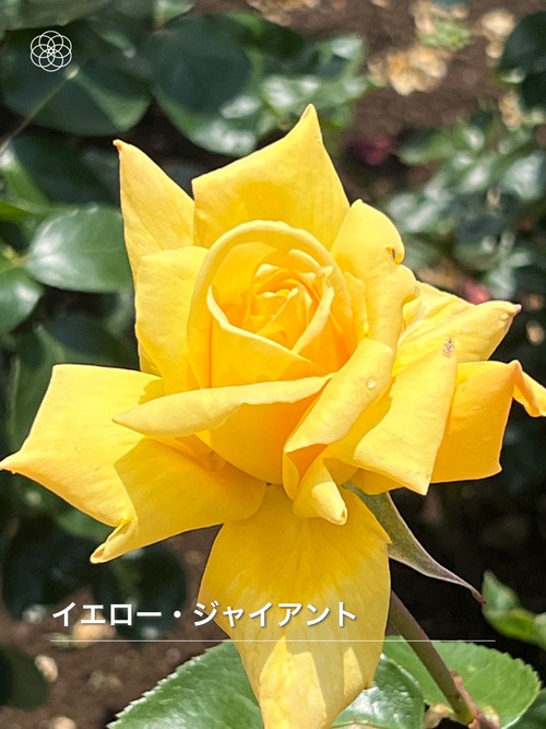 8597FB25-5C1F-495A-B031-F6E957C5BE82