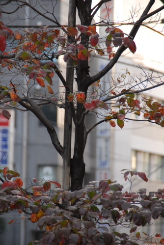 dsc_0017.jpg