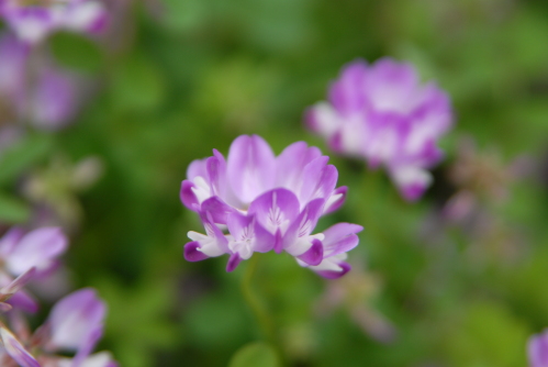 dsc_0011.jpg