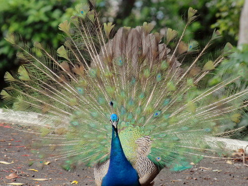 dsc_0294.jpg