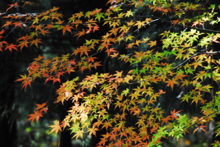 dsc_0015.jpg
