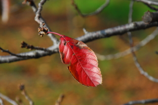 dsc_0003.jpg