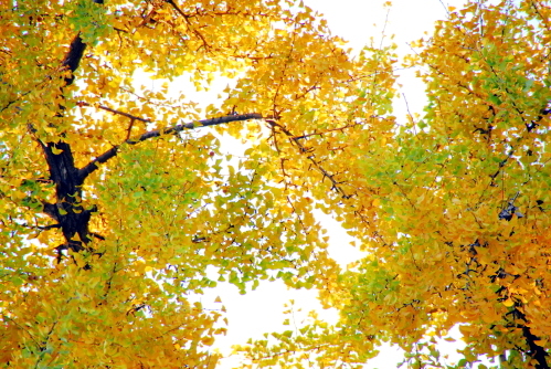 dsc_0044.jpg