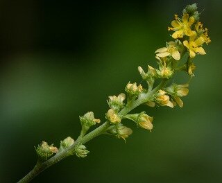 _DSC2956-2