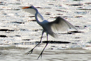 dsc_0006.jpg